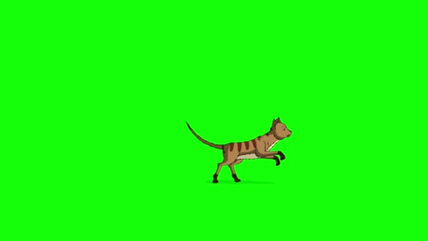 Red Tabby Cat Τρέχει Πέρα Δώθε Χειροποίητο Κινούμενο Κινούμενο Βίντεο — Αρχείο Βίντεο