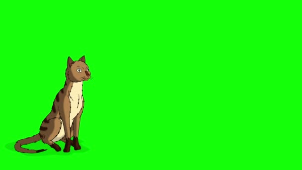 Red Tabby Cat Moves Place Place Handmade Animated Footage Isolated — Stock Video