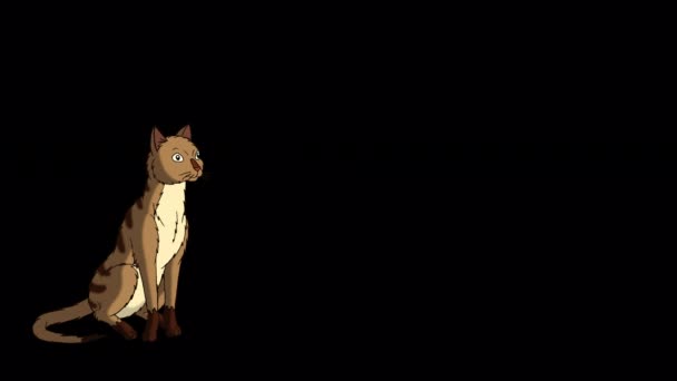 Кот Красный Табби Перемещается Места Место Ручная Анимация Изолированная Альфа — стоковое видео
