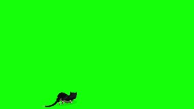 Kara Kedi atlıyor ve krom anahtar HD 'ye tırmanıyor. El yapımı HD görüntüler yeşil ekranda izole edildi