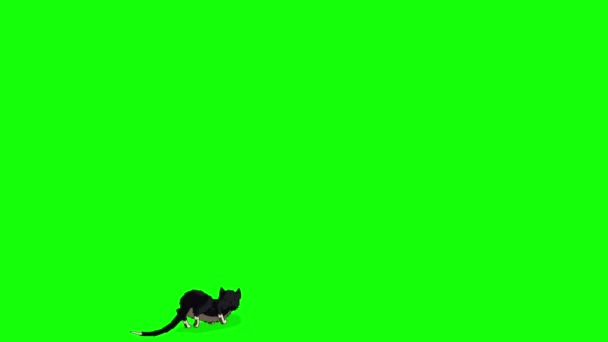 Black Cat Jumping Climbs Chroma Key Handmade Animated Footage Isolated — Video Stock
