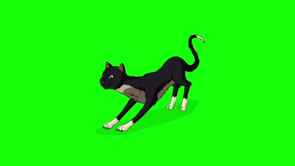 Fekete Macska Élesíti Karmait Chroma Kulcs Kézzel Készített Animált Hurok — Stock videók