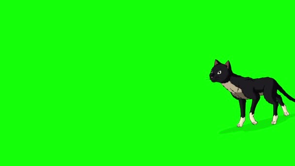 Zwarte Kat Komt Chroma Zeer Belangrijke Handgemaakte Geanimeerde Lussen Beelden — Stockvideo
