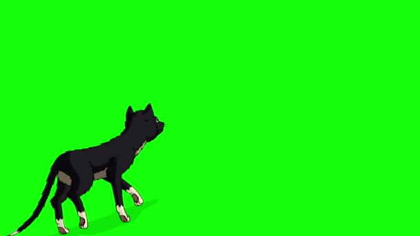 Black Cat Verlässt Chroma Key Handgemachtes Animiertes Looping Material Isoliert — Stockvideo