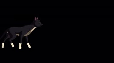 Kara Kedi yürüyor. Alfa kanalında el yapımı HD görüntüler izole edildi