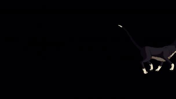 Чёрная Кошка Бегает Туда Сюда Ручной Анимационный Зацикленный Материал Изолированный — стоковое видео