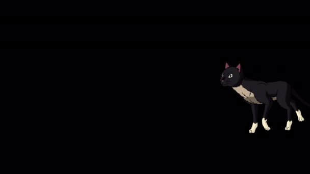 Чёрная Кошка Идёт Ручной Анимационный Зацикленный Материал Изолированный Альфа Канале — стоковое видео