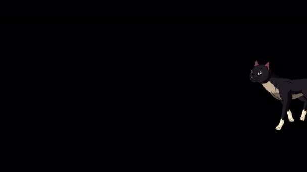 Чорний Кіт Злий Шипіє Анімовані Ручної Роботи Кадри Ізольовані Альфа — стокове відео