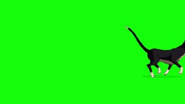 Black Cat runs back and forth full shot chroma key. Handmade animated looped 4K footage isolated on green screen