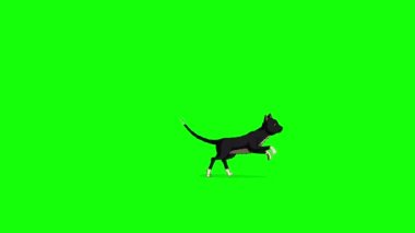 Black Cat runs back and forth chroma key. Handmade animated looped 4K footage isolated on green screen