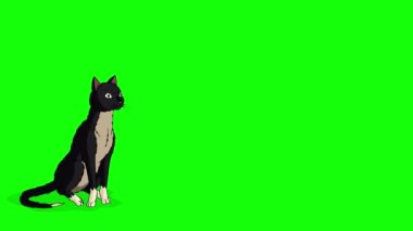 Black Cat moves from place to place chroma key. Handmade animated 4K footage isolated on green screen