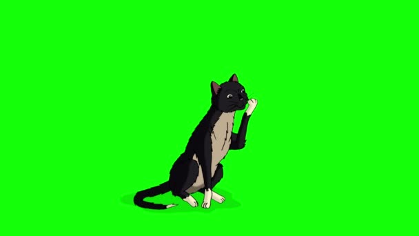 Black Cat Licking Its Paw Chroma Key Handmade Animated Looped — Stockvideo