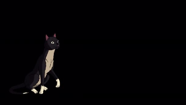 Black Cat Gets Runs Away Handmade Animated Footage Isolated Alpha — Video