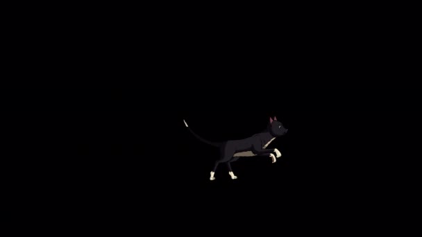 Black Cat Runs Back Forth Handmade Animated Looped Footage Isolated — Video