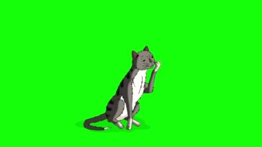 Gray Tabby Cat licking its Paw. Handmade animated looped HD footage isolated on green screen