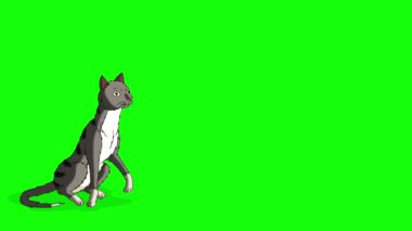Gray Tabby Cat gets up and runs away. Handmade animated HD footage isolated on green screen