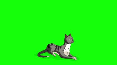 Gray Tabby Cat sits, lies down and gets up again. Handmade animated looped HD footage isolated on green screen