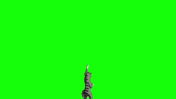 Gray Tabby Cat Climbs Handmade Animated Looped Footage Isolated Green — Stockvideo