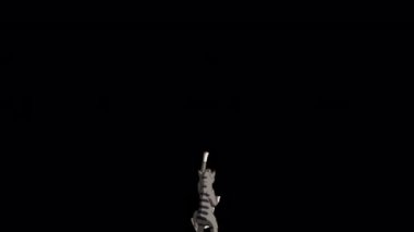 Gray tabby Cat sharpening its claws. Handmade animated looped HD footage isolated on alpha channel