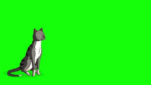Gray Tabby Cat Moves Place Place Chroma Key Handmade Animated — Stockvideo