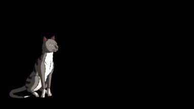 Gri tekir kedi oradan oraya hareket ediyor. El yapımı animasyon 4K görüntüleri alfa kanalında izole edildi