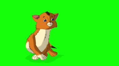 Little red tabby kitten cuddling. Handmade animated looped HD footage isolated on green screen