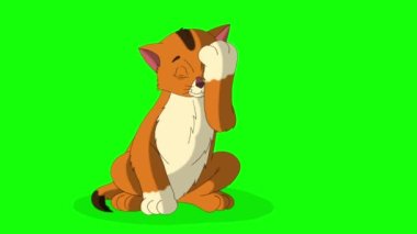 Little red tabby kitten washes himself. Handmade animated looped HD footage isolated on green screen
