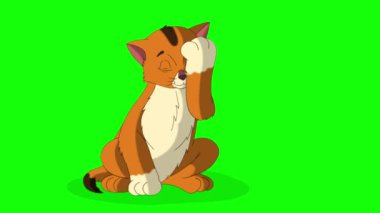 Little red tabby kitten washes himself. Handmade animated looped 4K footage isolated on green screen