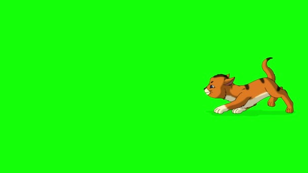 Red Tabby Kitten Sneaking Handmade Animated Looped Footage Isolated Green — Vídeo de Stock
