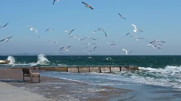 Coast Black Sea Odessa Ukraine Sunny Winter Day — Stok video