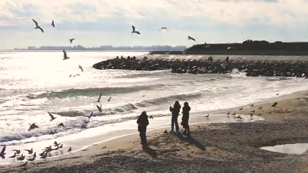 People Feed Seagulls Seashore Cloudy Winter Day — Stok video