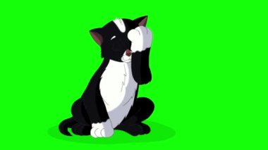 Küçük siyah kedi kendini yıkıyor. Yeşil ekranda izole edilmiş el yapımı HD görüntüler
