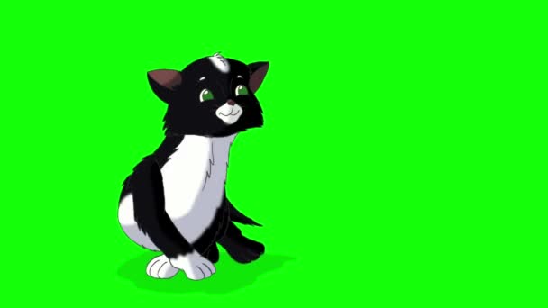 Küçük Siyah Kedi Yavrusu Sarılıyor Yeşil Ekranda Izole Edilmiş Yapımı — Stok video