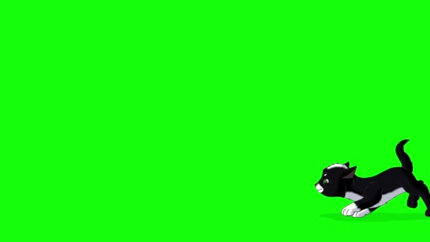 Gattino Nero Gioca Con Una Farfalla Filmati Loop Animati Fatti — Video Stock
