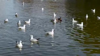 Güneşli bir bahar gününde, şehrin göletinde martılar ve ördek yemi