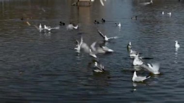 Güneşli bir bahar gününde bir martı sürüsü şehir göletinde beslenir.