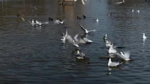 春天阳光灿烂的日子 一群海鸥在城市池塘里觅食 — 图库视频影像