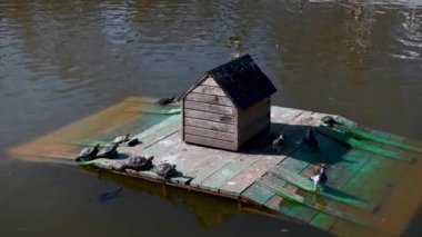 Kaplumbağalar güneşli bir bahar gününde güneşli bir gölette tahta bir güvertede güneşlenirler.