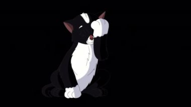 Küçük siyah kedi kendini yıkıyor. Alfa kanalında el yapımı HD görüntüler izole edildi