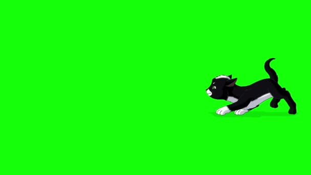 Černé Koťátko Plíží Ručně Vyrobený Animovaný Smyčkový Záznam Izolovaný Zelené — Stock video
