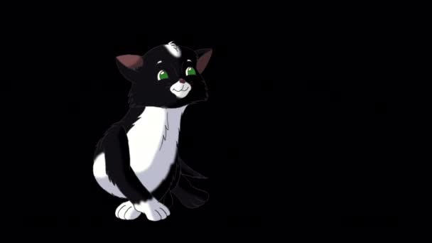 Küçük Siyah Kedi Yavrusu Sarılıyor Alfa Kanalında Yapımı Görüntüler Izole — Stok video