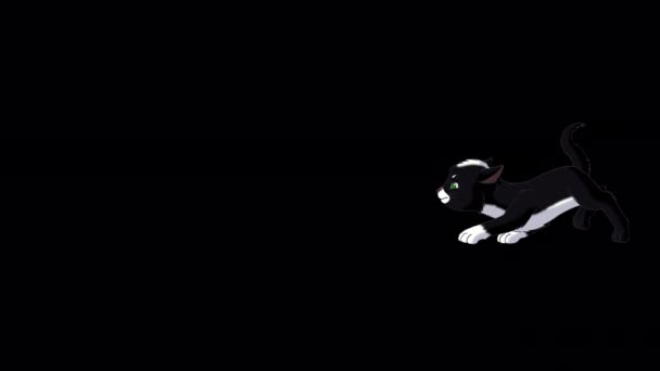 黒の子猫がこっそり 手作りアニメーションループアルファチャンネルに隔離された4K映像 — ストック動画