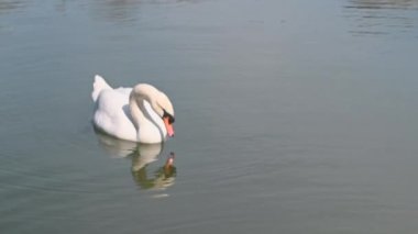 Odessa, Ukrayna. Güneşli bir bahar gününde gölette yüzen beyaz kuğu.