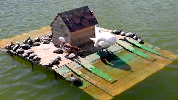 Odessa Ucrânia Tartarugas Cisne Pato Aquecendo Sol Lagoa Cidade Dia — Vídeo de Stock