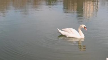 Odessa, Ukrayna. Güneşli bir bahar gününde gölde yüzen beyaz kuğu.