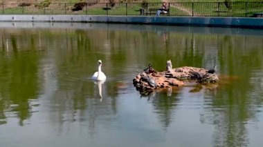 Odessa, Ukrayna. Beyaz kuğu, ördek ve kaplumbağa güneşli bir bahar gününde gölette.