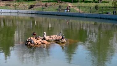 Odessa, Ukrayna. Ördekler ve kaplumbağalar gölette güneşleniyorlar.