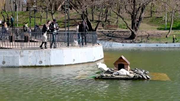 ウクライナのオデッサ23 2023 人々は公園の湖の鳥の家を見る 春の太陽の下で白鳥 アヒル 多くのカメ — ストック動画