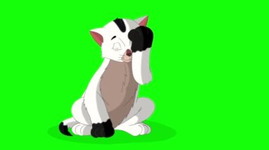Küçük beyaz kedi kendini yıkıyor. Yeşil ekranda izole edilmiş el yapımı HD görüntüler