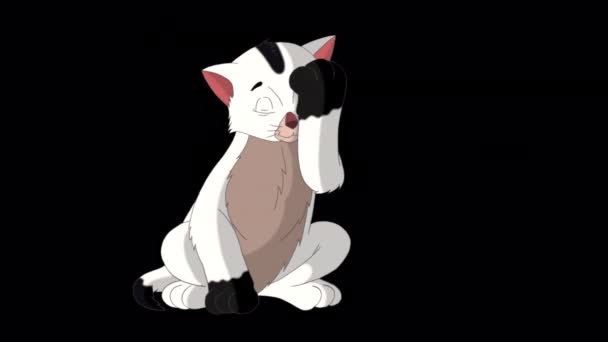 Petit Chaton Blanc Lave Lui Même Vidéo Boucle Animée Main — Video